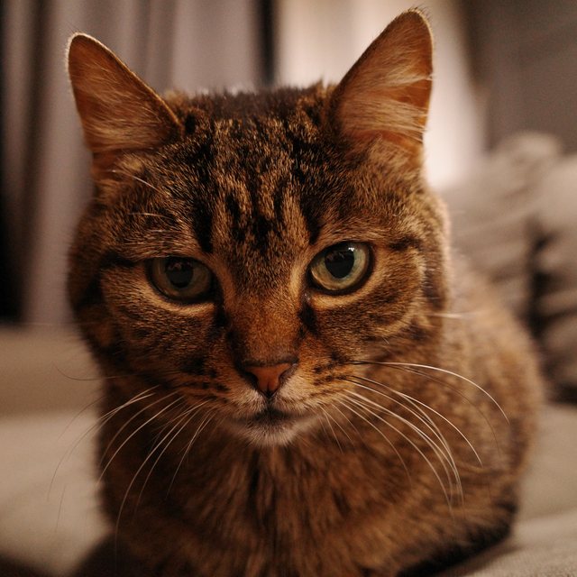 Lunia, a tabby cat, staring into the camera